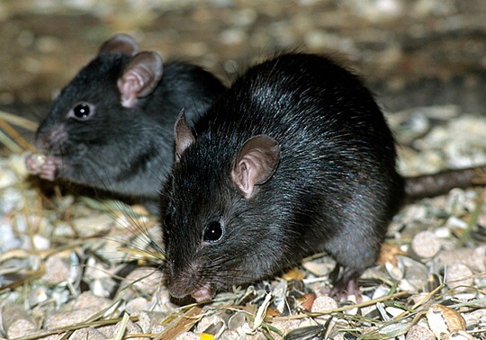 <i>Rattus rattus</i> (Linnaeus) Ratto nero, ratto dei tetti 		