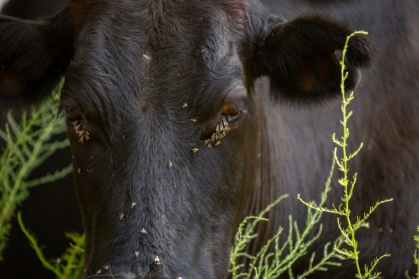 Insetti infestanti e bovini come risolvere il problema negli allevamenti
