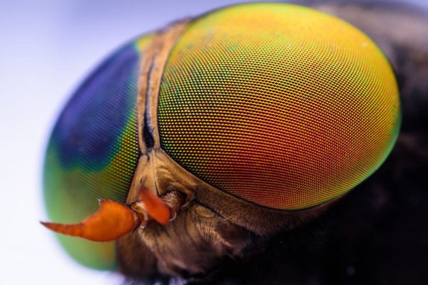  Come vedono gli insetti e perché sfregano le zampe sugli occhi - Lo spazio dell'entolomogo 